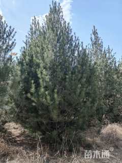 高度7000厘米白皮松