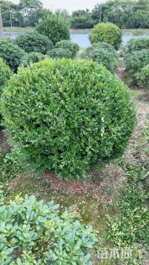 冠幅150厘米瓜子黄杨球