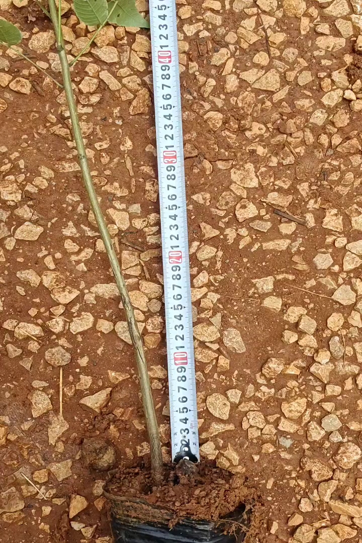 高度80厘米核桃