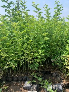 高度35厘米蔷薇