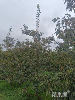 6公分柿树