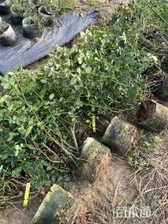 高度40厘米品种月季