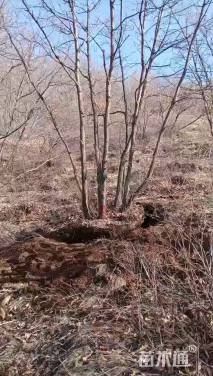 高度700厘米丛生蒙古栎