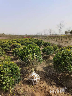 冠幅120厘米海桐球