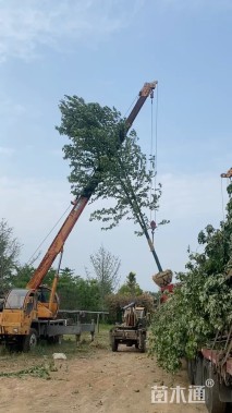 11公分美国红枫