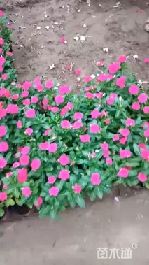 高度25厘米长春花