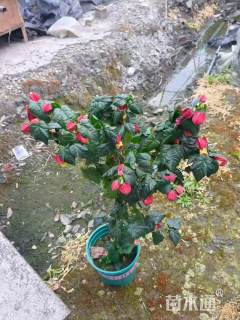 高度70厘米倒挂金钟