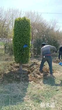 高度250厘米北海道黄杨柱