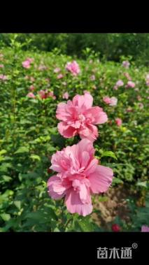 高度80厘米重瓣木槿
