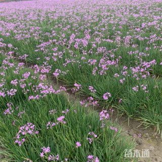 高度30厘米紫娇花