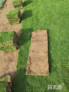 草卷状马尼拉草