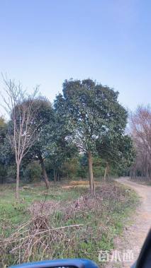 20公分红果冬青