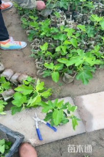 高度40厘米无花果小苗