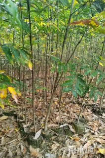高度100厘米无患子小苗