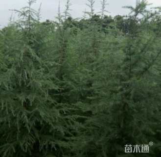 高度500厘米雪松