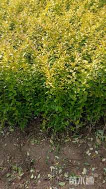 高度40厘米红叶小檗