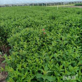 高度30厘米红王子锦带