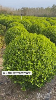 冠幅100厘米瓜子黄杨球