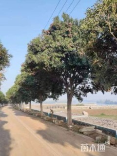 12公分大叶女贞