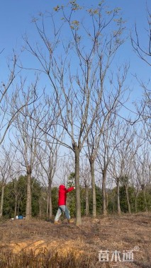 15公分栾树
