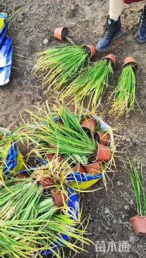 高度40厘米金叶石菖蒲