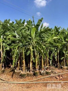 高度350厘米李子树