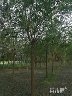 12公分国槐