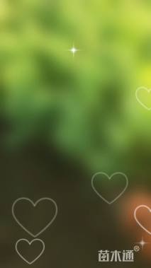 高度25厘米八宝景天