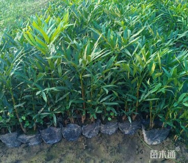 高度40厘米十大功劳