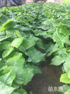 高度30厘米海芋