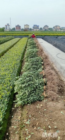 高度50厘米金边黄杨