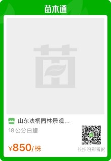 15公分白蜡