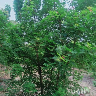 高度500厘米丛生元宝枫