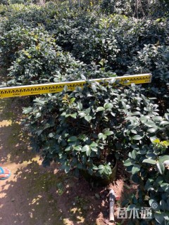 冠幅80厘米茶梅球