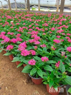 高度15厘米五星花