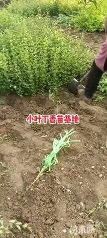 高度50厘米大叶紫丁香