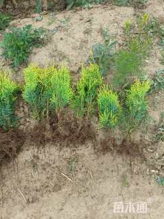 高度35厘米洒金柏