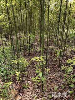 10公分光杆香樟
