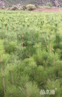 高度80厘米油松