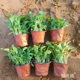 高度25厘米松果菊（盛情）