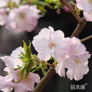 8公分东京樱花