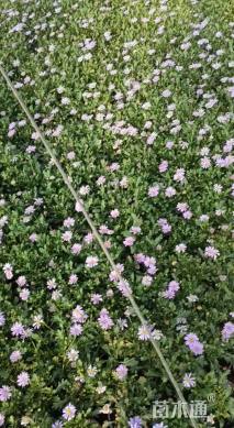 高度20厘米姬小菊