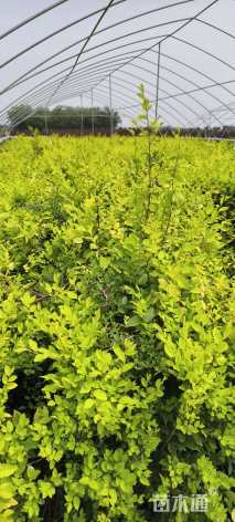 高度50厘米金叶榆小苗