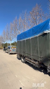 高度20厘米金叶苔草