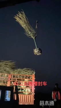 10公分樱花