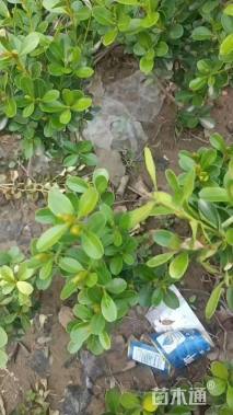 高度60厘米小叶女贞