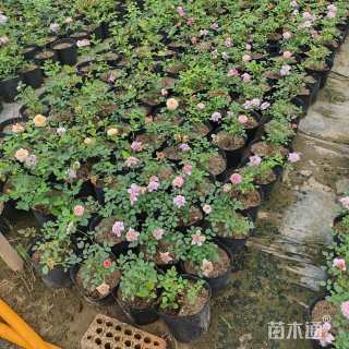 高度10厘米丰花月季