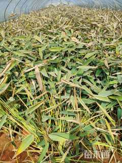 高度50厘米再力花