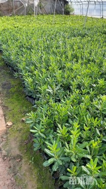 高度40厘米海桐