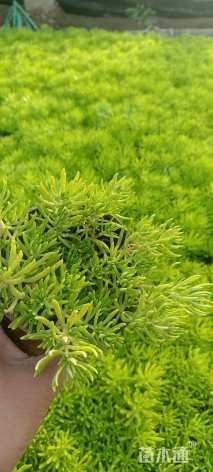 高度10厘米金叶佛甲草